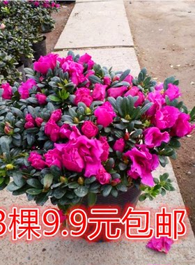 映山红盆栽庭院植物树状杜娟花