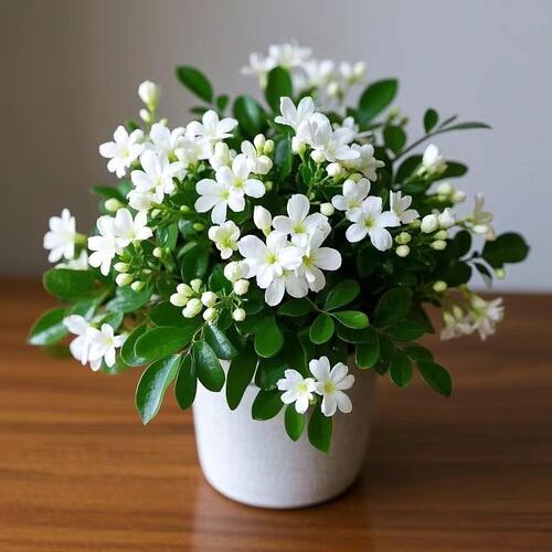 十里飘香好养耐寒盆栽植物四季常青浓香花卉室内外易活绿植盆景