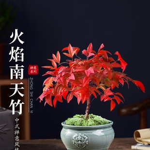 火焰南天竹盆栽观叶小盆景好养易活耐寒绿植书房茶桌禅意微景观