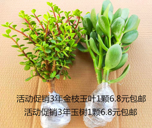 雅乐之舞多年生老桩植物金枝玉叶