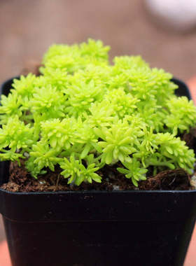 多肉植物丸叶黄金万年草 旋叶大姬星美人 小球玫瑰 春之奇迹 子持