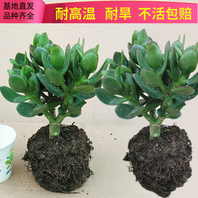 绿植玉树玻璃翠燕子掌多肉植物