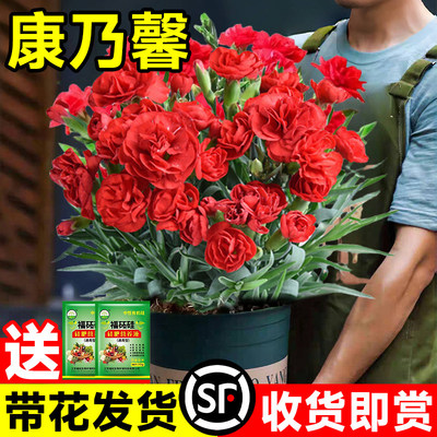 康乃馨盆栽带花苞母亲节鲜花石竹大花苗花卉室内绿植四季水培植物