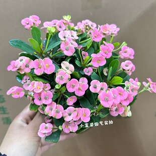 带花粉色虎刺梅铁海棠爆款绿植观花常年开花室内阳台盆栽花卉好养