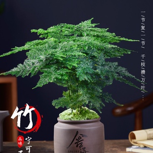 粗杆文竹盆栽室内特级大号高品质绿植物内轻奢罗汉观音竹盆景花卉