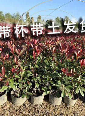 红叶石楠树苗带杯苗土大杯苗