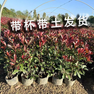 红叶石楠树苗带杯苗土大杯苗庭院绿化树球四季 常绿火焰红围墙绿篱