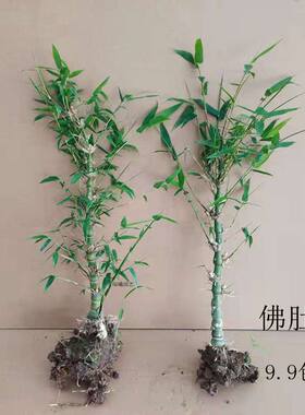 竹子 佛肚竹 紫竹大型四季盆栽客厅阳台摆放盆景庭院种植绿植花卉
