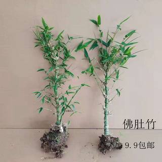 竹子 佛肚竹 紫竹大型四季盆栽客厅阳台摆放盆景庭院种植绿植花卉