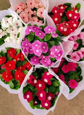 花卉观花带花苞梅客厅盆栽盆栽长春花庭院五叶