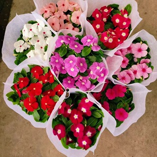 花卉观花带花苞梅客厅盆栽盆栽长春花庭院五叶