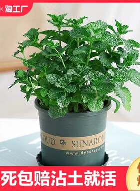 可食用薄荷盆栽室内绿植驱蚊虫客厅阳台净化空气花卉庭院去蚊