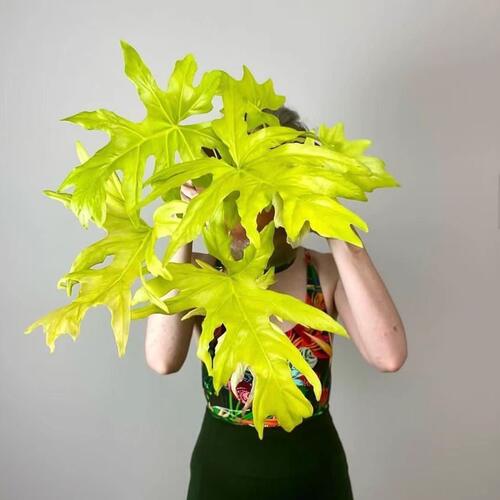 黄金春羽蔓绿绒瓦塞维奇龙鳞黄金春雨稀有植物ins网红绿植盆栽