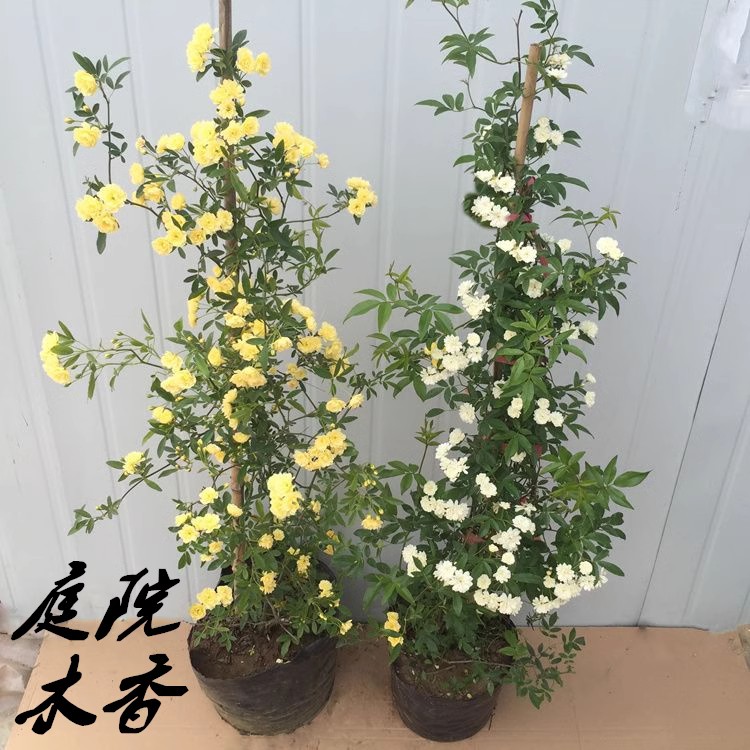 黄木香花苗爬藤植物红白木香树苗大苗室内庭院四季开花木香花盆栽图片
