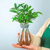 水培新宠驱蚊竹富贵竹水养水培植物室内客厅绿植花卉盆栽四季 常青