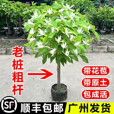 四季玉兰花树苗黄角兰带花苞阳台庭院白兰花盆栽开花老桩植物花卉