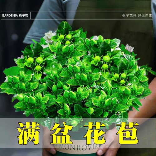 栀子花盆栽四季带花苞树苗浓香型特大号水培室内开花重瓣花卉绿植
