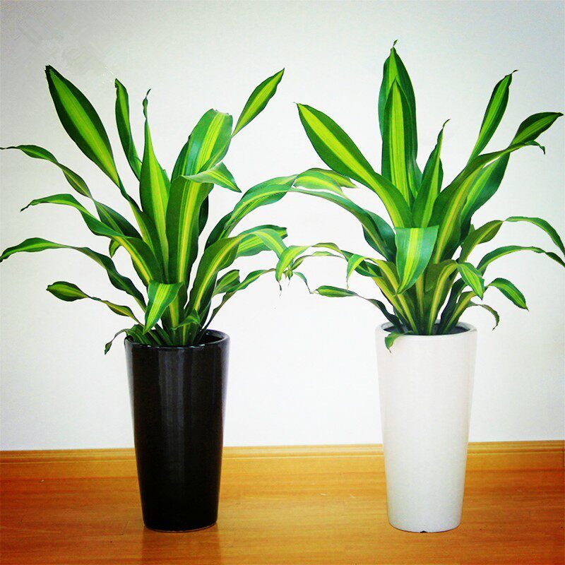 包邮金边巴西铁 也门铁 香龙血树 ,绿植盆栽室内花卉观叶植物盆栽