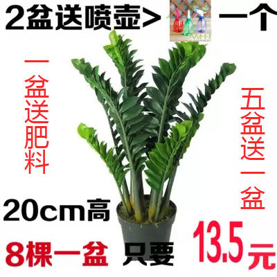 金钱树室内盆栽花卉绿植发财树金钱树象征荣华富贵摇钱树盆栽大型