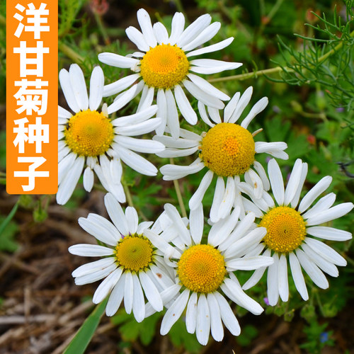 洋甘菊种子小雏菊除虫菊