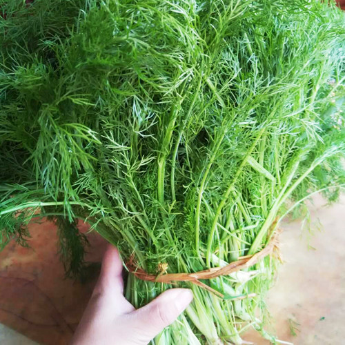 茴香种子蔬菜种籽回香菜种种子小茴香菜籽割茬盆栽小荤香籽菜种籽 - 封面