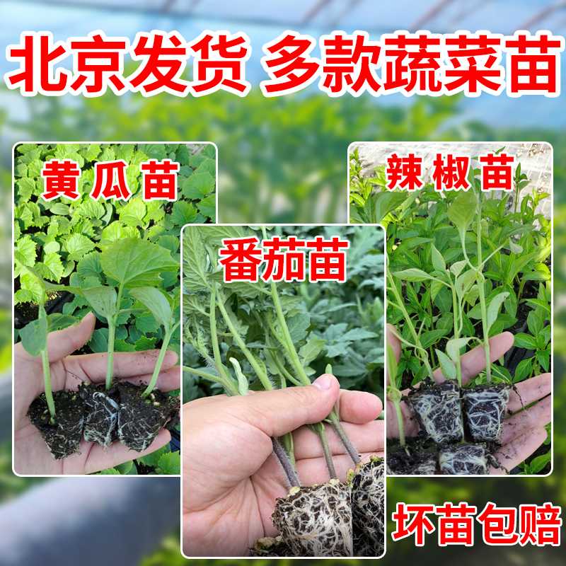 北京发货蔬菜苗秧苗春季菜苗大全