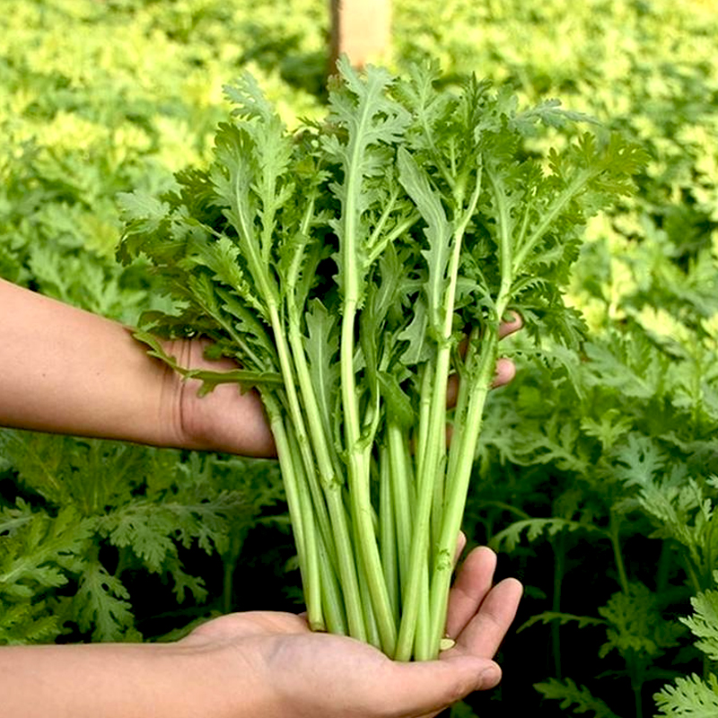 光杆茼蒿种子大叶茼蒿光秆菜籽