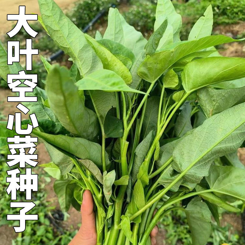 大叶空心菜种子通心菜蕹菜柳叶空心菜四季泰国圆叶空心菜种子大全