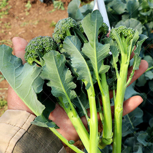 西兰苔种子蔬菜种孑西洋芥兰小西兰花芦笋西兰苔种籽介兰芥蓝菜籽