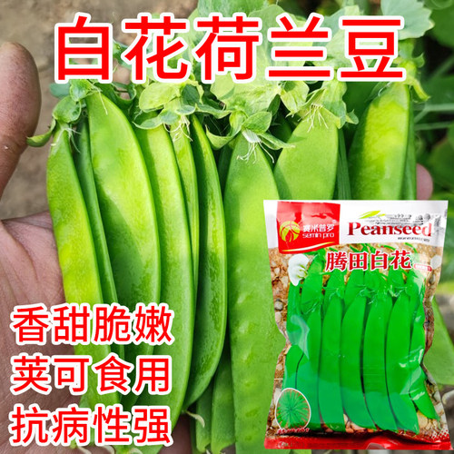 白花荷兰豆种子四季种子蔬菜种子甜豌豆荷兰豆种籽莱豆菜籽碗豆尖