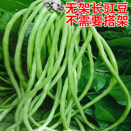 不搭架豇豆种子无架产量高
