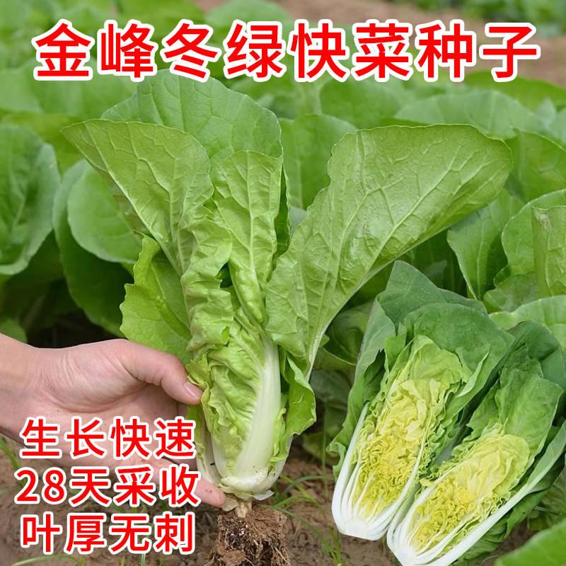 金丹隆金峰冬绿快菜种子四季快菜种籽蔬菜种子春季阳台盆栽菜籽苗