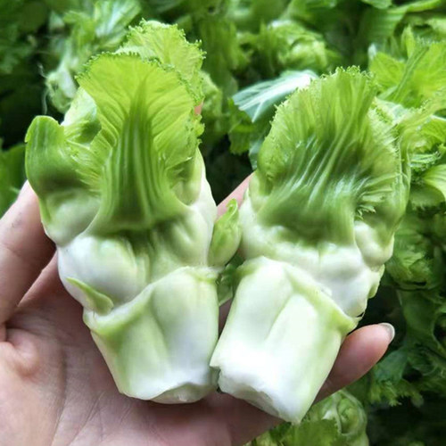 儿菜种籽芥菜正宗四川娃娃抱儿菜