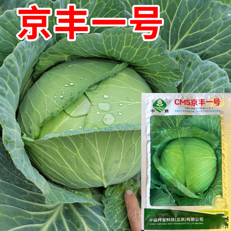 京丰一号甘蓝种子包菜种籽圆白菜籽卷心菜春季蔬菜种孑大头菜种孑
