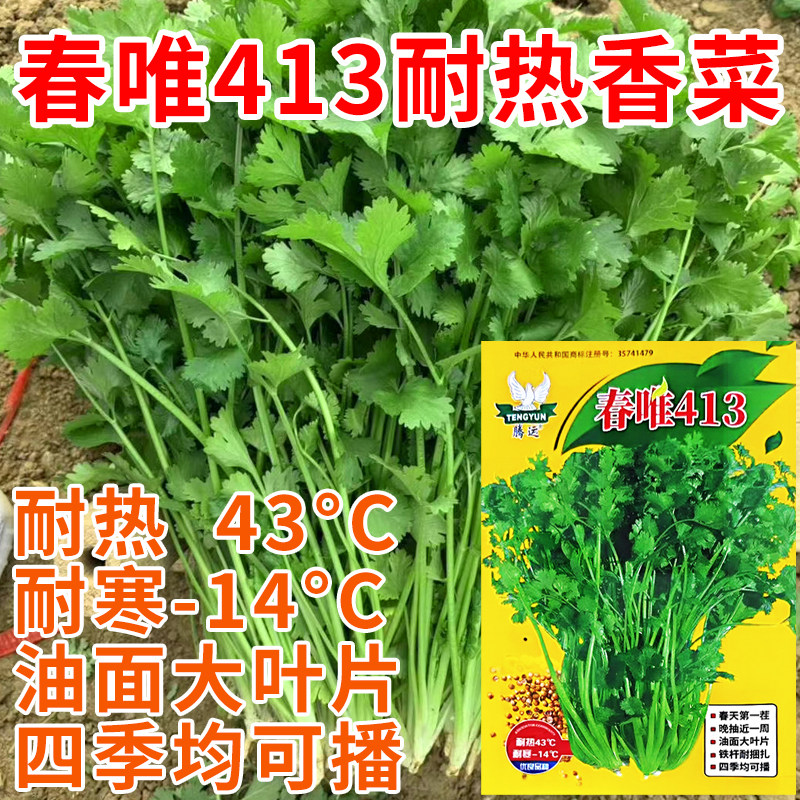 春唯413耐热香菜种子大叶香菜籽耐寒蔬菜种孑芫荽盆栽夏季抗热菜