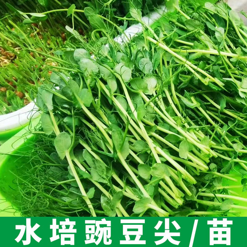 豌豆尖水培土种豆苗大叶无须