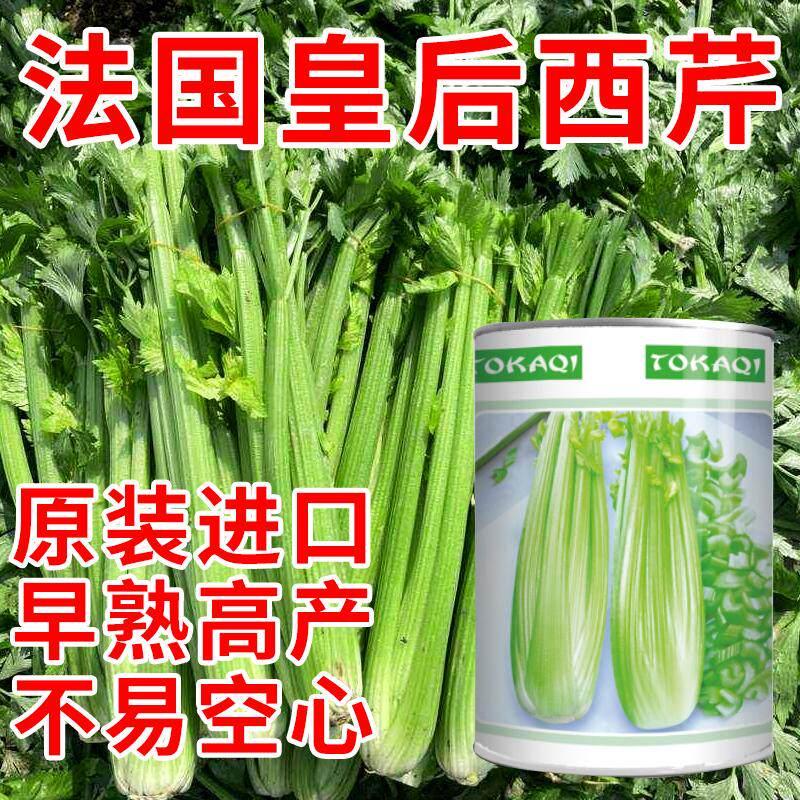 法国皇后西芹种子进口芹菜种子粗杆不空心芹菜籽蔬菜种子实心芹菜