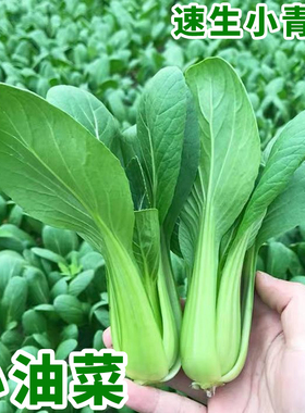 上海青小油菜种子大全青菜种子种籽阳台矮脚蔬菜种子白菜菜籽种孑