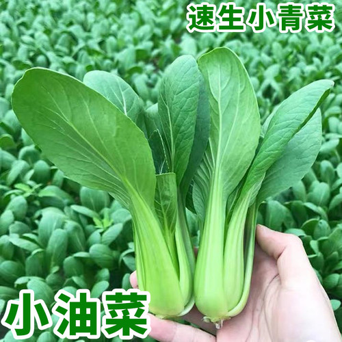 上海青小油菜小青菜蔬菜种子大全