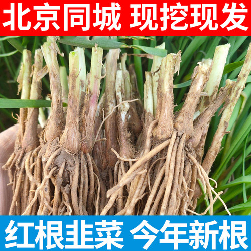 现挖韭菜根四季易种紫根韭菜根苗