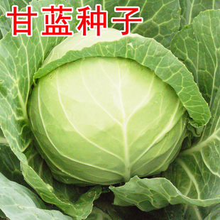 甘蓝种子大头菜包菜种籽大全牛心甘蓝农科院包菜种孑卷心菜中甘21