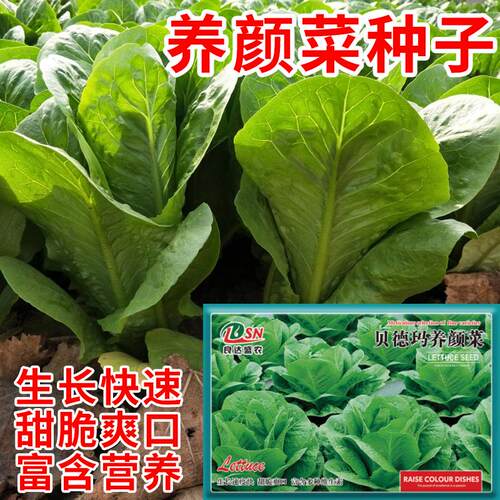 养颜菜种子速生菜特色菜生食沙拉四季阳台盆栽蔬菜籽口感好耐热