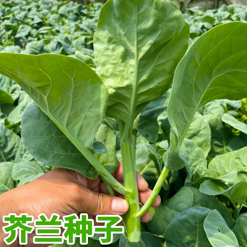 芥兰菜种籽鸡腿芥兰广东菜心