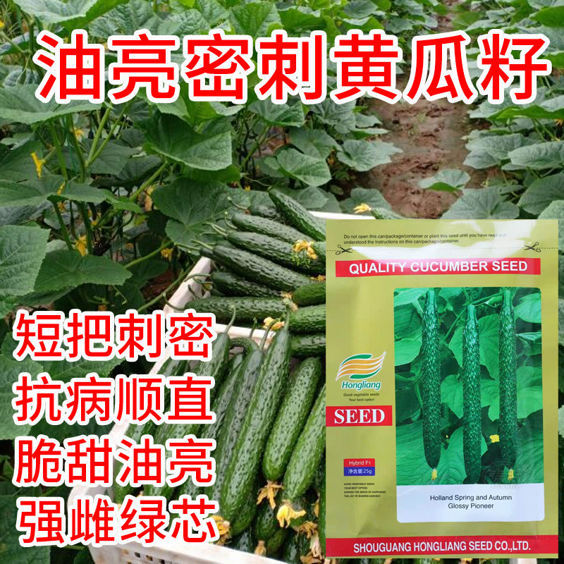 油亮先锋大黄瓜种子种籽高产耐寒耐弱光绿肉黄瓜越冬早春密刺黄瓜
