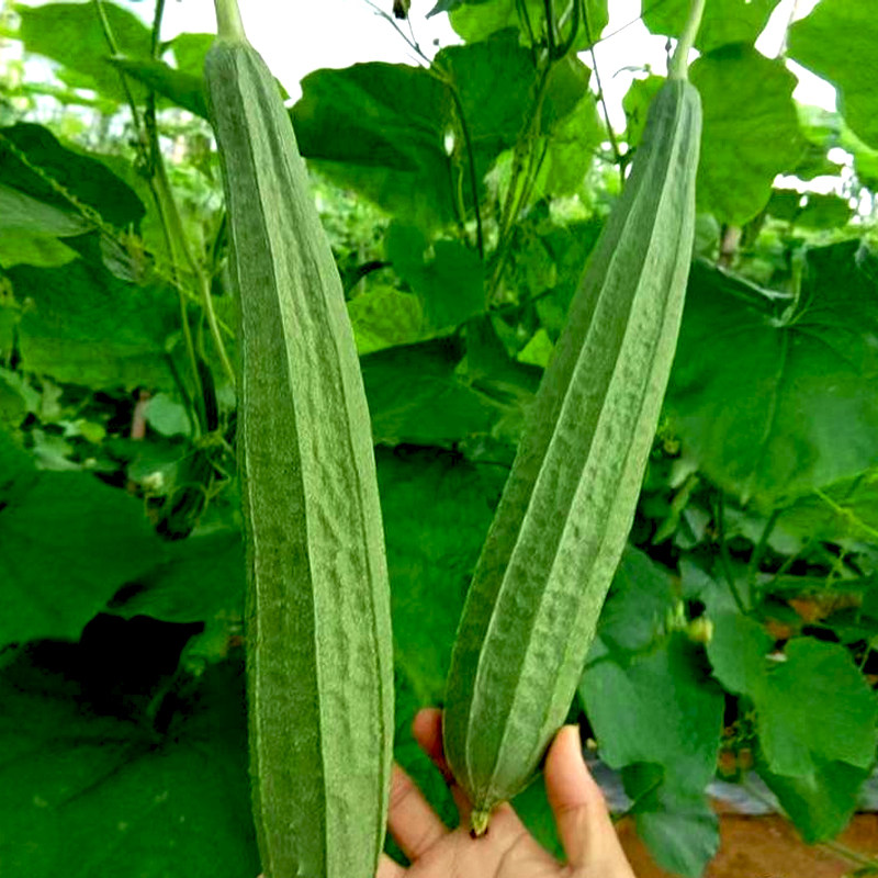 棱丝瓜种子八棱丝瓜籽棱角长丝瓜香嫩棱丝瓜广东八角棱丝瓜菜种籽