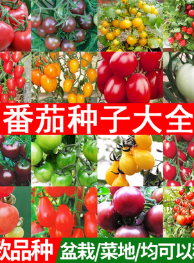 番茄种子西红柿种子千禧盆栽圣女果柿子种孑樱桃小番茄种子番茄籽