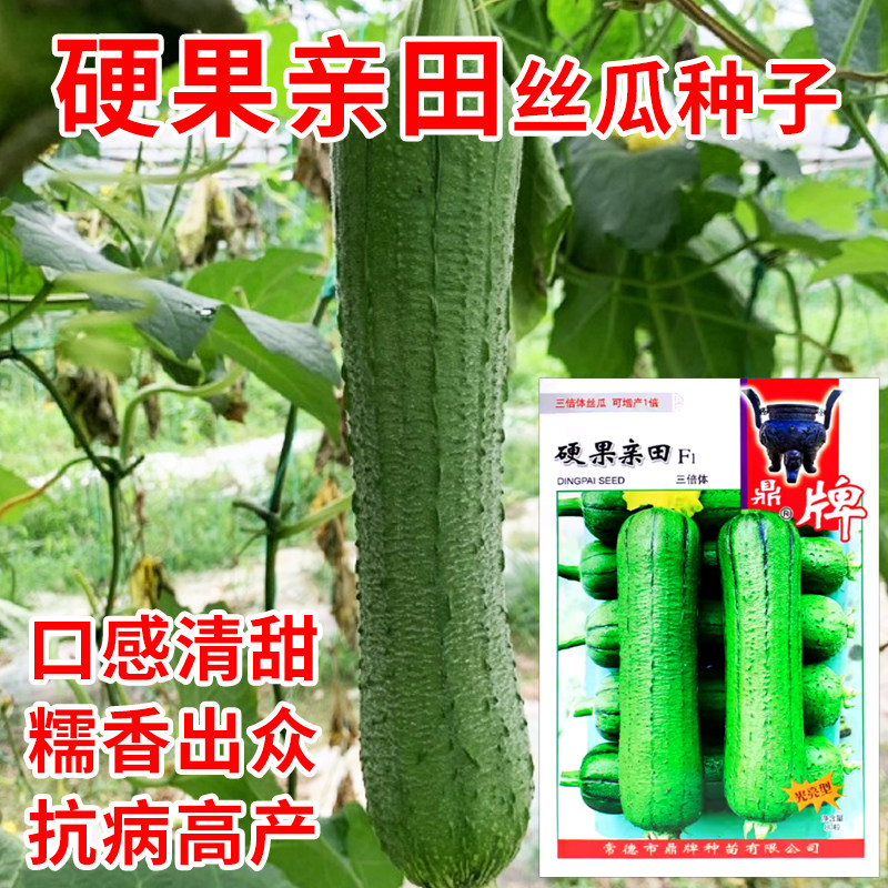 鼎牌硬果亲田丝瓜种子肉丝瓜种籽三倍体丝瓜种子春季夏季蔬菜种孑