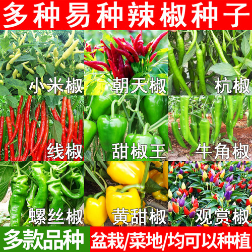 辣椒种子大全朝天椒小米椒彩椒籽