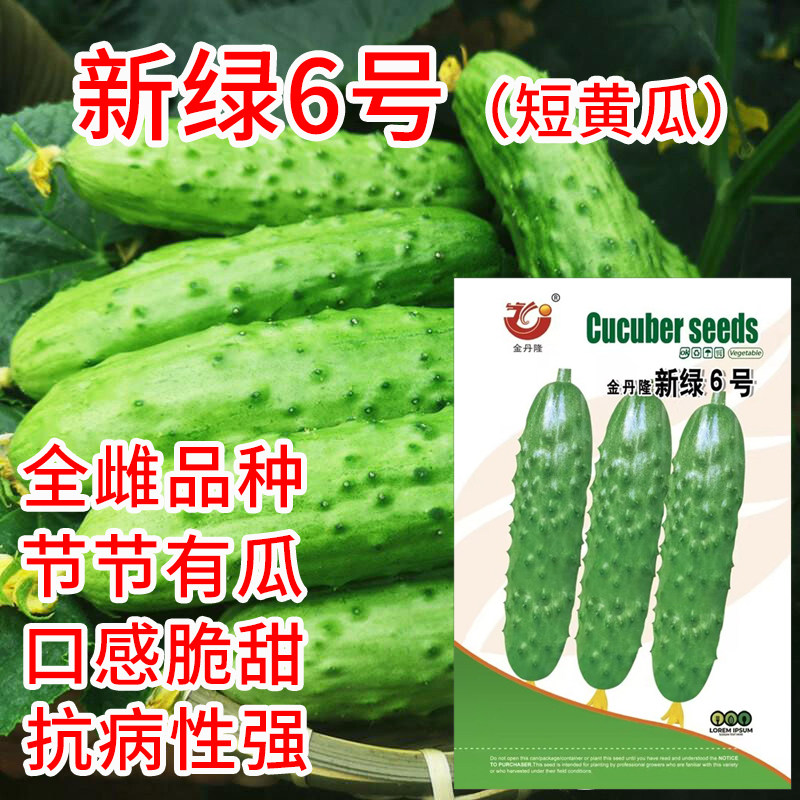 新绿6号旱黄瓜种子短黄瓜种籽水果黄瓜种籽兔腿黄瓜蔬菜种孑青瓜