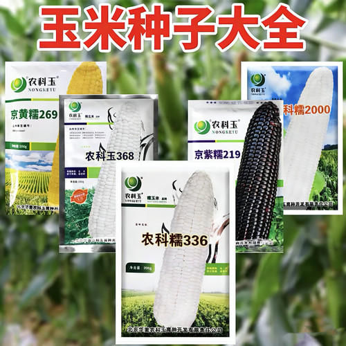 超甜水果玉米农科院黄糯甜种子